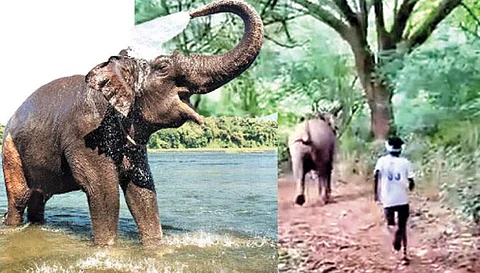 மனிதர்களின் அச்சுறுத்தலால் கேள்விக்குறியாகும்  யானைகளின் உயிர்