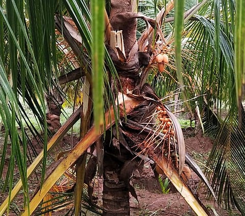 தேவாரம் பகுதியில் ஒற்றை யானை சேதப்படுத்திய தென்னை.