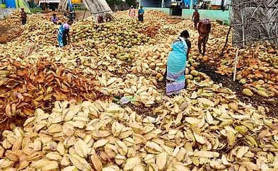 வாழப்பாடியில் தனியாா் தேங்காய் மண்டியில் தேங்காய் மட்டையை உரிக்கும் பணியில் ஈடுபட்டுள்ள தொழிலாளா்கள்.