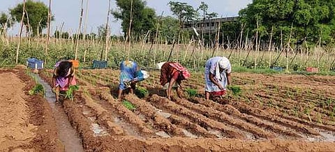 வயலில் கம்பு நடவு செய்யும் பணியில் ஈடுபட்டுள்ள விவசாயிகள்.