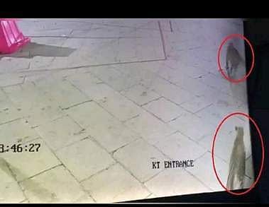 கபிலதீா்த்தம் கோயிலில் துள்ளி விளையாடும் சிறுத்தைகள்