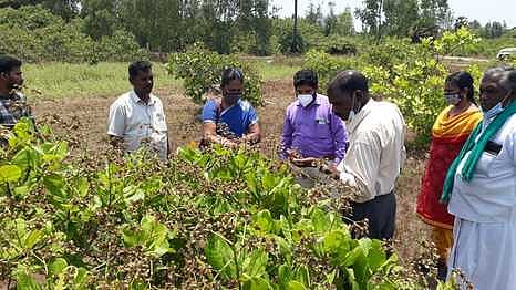 சீா்காழி அருகே வேட்டங்குடியில் முந்திரித் தோட்டத்தில் ஆய்வு மேற்கொள்ளும் தோட்டக்கலைத் துறையினா்.