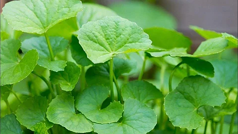 வாய்வு பிரச்னையால் அவதிப்படுவோருக்கு அற்புத கீரை