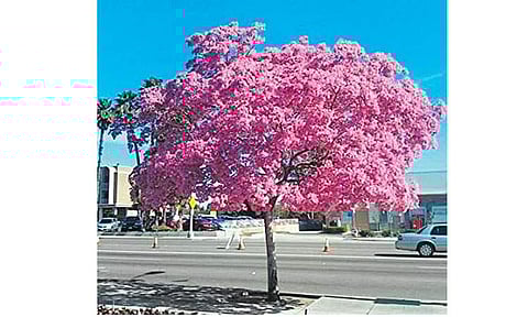 மரங்களின் வரங்கள்!: வசந்தங்களை அள்ளித் தரும் - வசந்தராணி மரம்