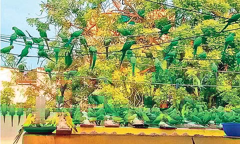 எங்களின் உலகம் பறவைகளே!