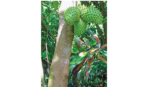 மரங்களின் வரங்கள்!: புற்று நோய் கொல்லி - அன்னமுன்னா மரம்