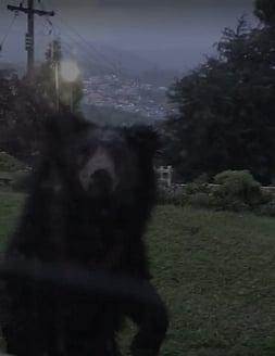 கண்ணாடி ஜன்னல் வழியாக வீட்டை நோட்டமிடும் கரடி.