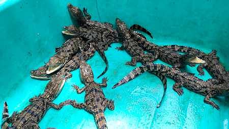 ஈன்றெடுக்கப்பட்ட முதலைக் குட்டிகள்.