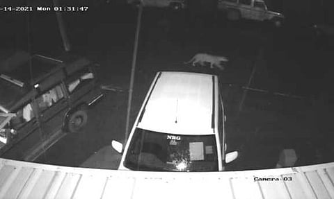 உதகை-மைசூரு தேசிய நெடுஞ்சாலையில் இந்து நகா் ஓசிஎஸ் பகுதியில் இரவில் சாலையை கடக்கும் சிறுத்தை.