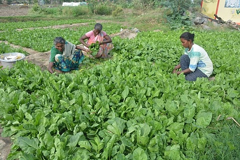 கிருஷ்ணகிரி அருகே கீரை சாகுபடியில் ஈடுபட்டுள்ள விவசாயிகள்.