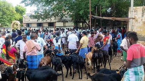 மேலூா் வாரச் சந்தைக்கு திங்கள்கிழமை கொண்டுவரப்பட்டிருந்த ஆடுகளில் ஒரு பகுதி.