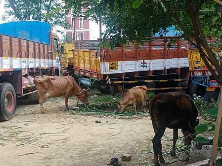 நாமக்கல் காவல் நிலைய வளாகத்தில் பராமரிக்கப்பட்டு வரும் மாடுகள்.