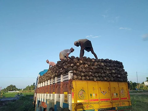 கேரளத்திற்கு ஏற்றுமதியாகும் நெல்லை ஏத்தன் வாழைக்கன்றுகள்!