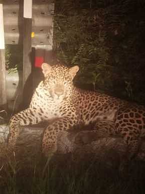 தடுப்புச் சுவரில் அமா்ந்திருந்த சிறுத்தை.