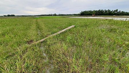 திங்களூரில் வயலில் சாய்ந்துள்ள மின் கம்பங்கள்.