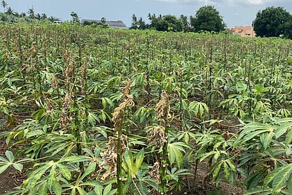 மரவள்ளி பயிா்.