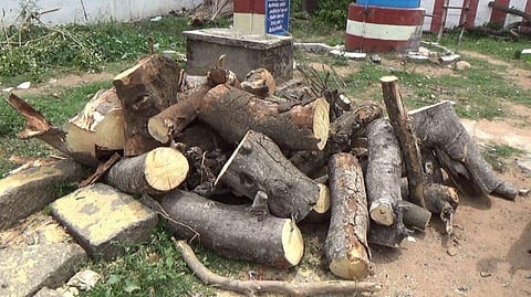 வெட்டி சாய்க்கப்பட்ட மரங்கள்