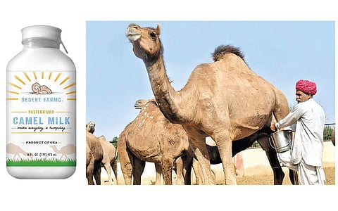 ஒட்டகப் பால்!