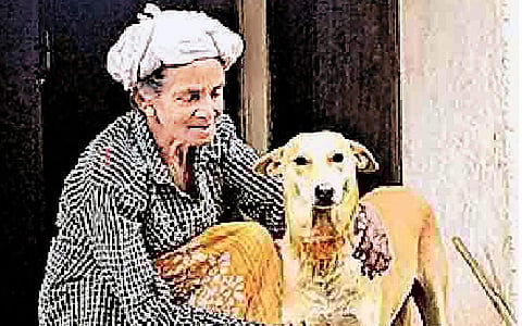 சிறுத்தையை விரட்டிய  மூதாட்டி!