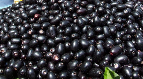 மருத்துவ குணங்கள் நிறைந்த நாவல் பழம்!