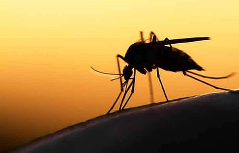 சென்னை: கொசு ஒழிப்பு மருந்து தெளிக்க இலவச எண் அறிவிப்பு