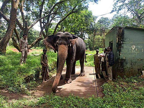 முதுமலை புலிகள் காப்பகத்தில் வளர்ப்பு யானைகளுக்கு எடை பரிசோதனை