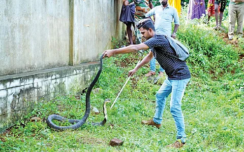 மனிதனுக்குக் காவல்...  பாம்புக்கும் தோழன்!