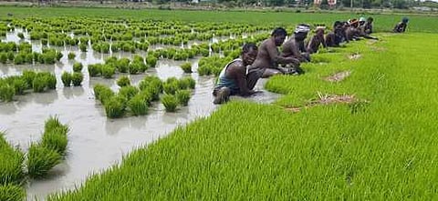 குறுவை சாகுபடி