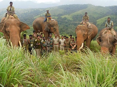 நாடுகாணி, ஜீனபூல் வனப் பகுதியில் கண்காணிப்புப் பணியில் ஈடுபட்டுள்ள கும்கிகள், வன ஊழியா்கள்.