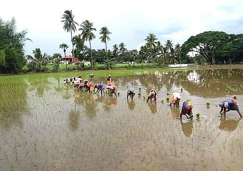 சம்பா பருவ பயிர்களை காப்பீடு செய்ய விவசாயிகளுக்கு தமிழக அரசு வலியுறுத்தல்