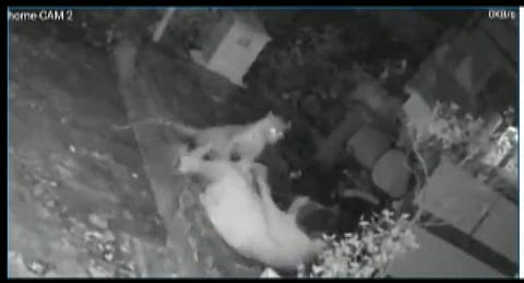 சிறுத்தையுடன் சண்டையிட்டு தப்பித்த மூதாட்டி