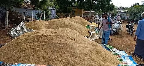 கோபியில் அரசின் நேரடி கொள்முதல் மையத்தில் குவித்து வைக்கப்பட்டுள்ள நெல்மணிகள். ~கோபியில் அரசின் நேரடி கொள்முதல் மையத்தில் குவித்து வைக்கப்பட்டுள்ள நெல்மணிகள்.