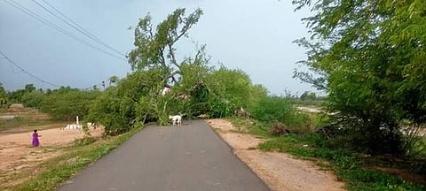 இளையான்குடி அருகே தறிக்கொம்பன் கிராமத்தில் மழையால் சாலையின் குறுக்கே முறிந்து விழுந்த மரம்.
