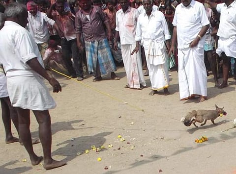 வங்காநரி ஜல்லிக்கட்டு.