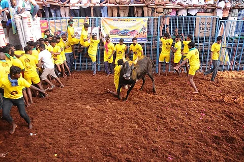 ஜல்லிக்கட்டு போட்டிக்கு கட்டுப்பாடுகள்: தமிழக அரசின் அரசாணை என்ன சொல்கிறது? 
