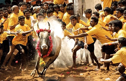 வாடிவாசல் வழியாக சீறிப்பாயும் காளைகள் (கோப்பிலிருந்து)