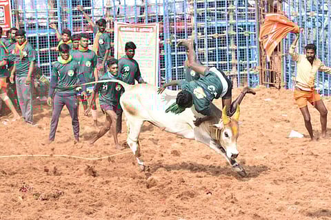 கோவை ஜல்லிக்கட்டில் போட்டியாளரை முட்டித் தூக்கும் காளை