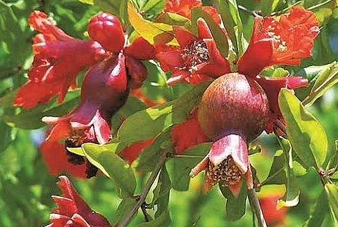 மாதுளம் பழம் தெரியும்! மாதுளம் பூவின் நன்மைகள் தெரியுமா?