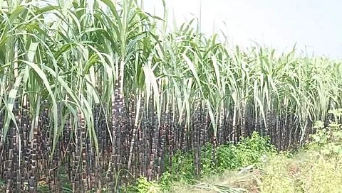 தாராபுரத்தை அடுத்துள்ள மீனாட்சிபுரம் பகுதியில் பொங்கல் பண்டிகைக்காக விளைவிக்கப்பட்டுள்ள கரும்பு.
