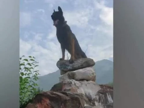 பயங்கரவாதிகளுடன் சண்டையிட்ட ராணுவ நாய் உயிரிழப்பு