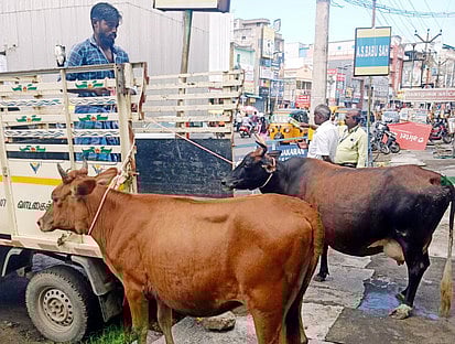 சாலைகளில் சுற்றித் திரிந்த 6 மாடுகள் பறிமுதல்: வேலூா் கோசாலைக்கு அனுப்பப்பட்டன; காஞ்சிபுரம் மாநகராட்சி அதிரடி நடவடிக்கை