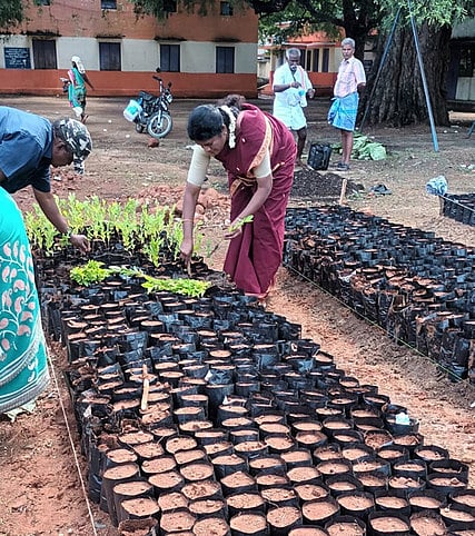 மரக்கன்று வளா்ப்புப் பணி தொடக்கம்