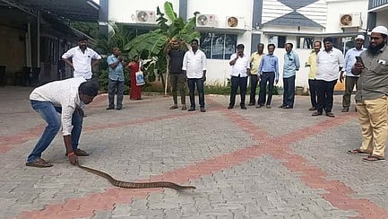 வாணியம்பாடி நகராட்சி அலுவலகத்தில் புகுந்த சாரைப் பாம்பு.