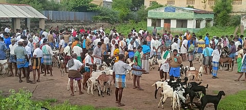 கமுதி வாரச்சந்தையில் விற்பனைக்காக கொண்டு வரப்பட்ட வெள்ளாடுகள்.