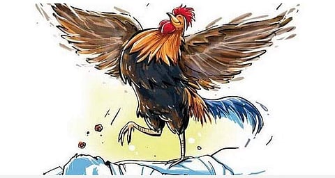 விதியின் விந்தை: பலி கொடுக்கச் சென்றவர் மரணம்; காயமின்றி உயிர் தப்பிய சேவல்