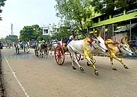 கடலாடியில் மாட்டுவண்டிப் பந்தயம்