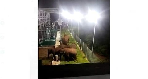 கோவையில் மின் நிலைய கேட்டை உடைத்துக்கொண்டு உள்ளே புகுந்த காட்டு யானைகள்