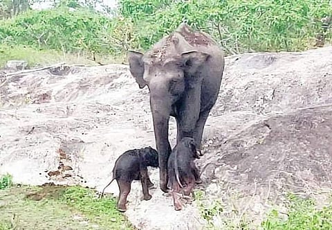 அங்கிள் ஆன்டெனா: நன்கு வளர்ந்த யானையின் எடை எவ்வளவு இருக்கும்?
