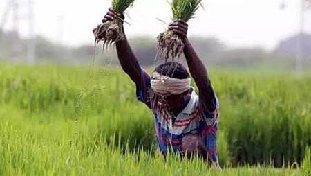 சம்பா பயிர் காப்பீடு: நவ.21 வரை அவகாசம் நீட்டிப்பு