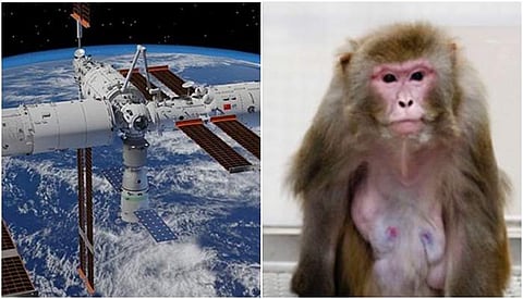 ஆய்வுக்காக குரங்குகளை விண்வெளிக்கு அனுப்பிகிறது சீனா!